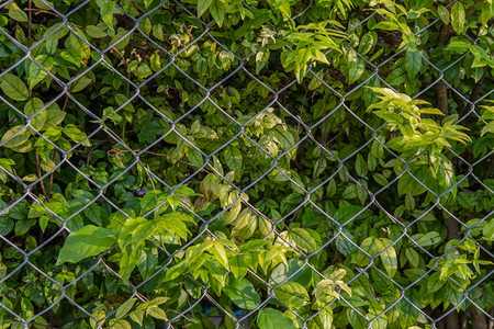 植物爬行者草垂直的花园墙旁栅栏有选择聚焦点图片