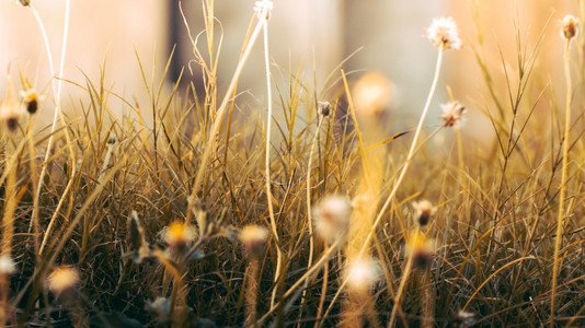 金色的阳光用小花朵和发照射草地低角度关闭场地太阳日落图片