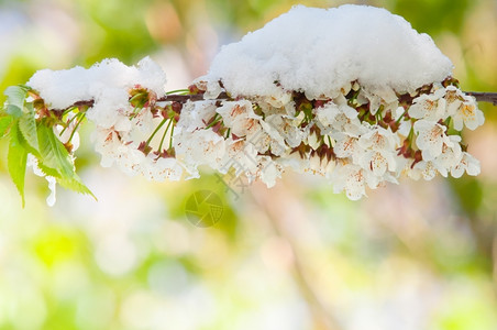 浪漫樱花海报锯齿色调柔软的下雪后开花樱桃树日本普鲁努斯塞尔拉塔萨库或樱花背景