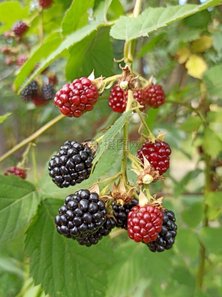 森林黑莓生长在花园的灌木上成熟黑莓在树枝上衬套自然图片