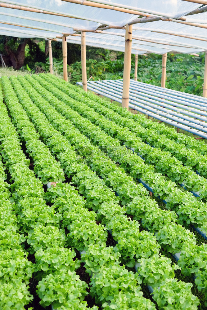 园艺莴苣水栽培植物农场的图象种植园图片