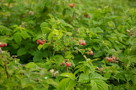 健康叶子花园树丛上的红莓在花园灌木丛上林里的有机浆果红草莓夏天图片