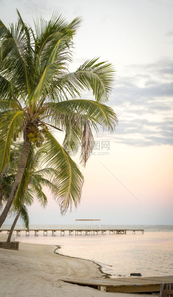梦安静旅行热带海滩的沙日落平静热带海滩的棕榈树上图片