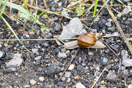 慢的荒野秋天在花园里沿路爬上大葡萄蜗牛无脊椎动物图片