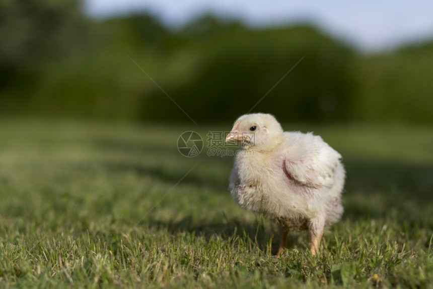 新的农场白色站在土耳其草地上的小鸡图片
