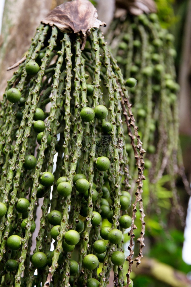 泰国叶子阿伦加皮纳塔棕榈种子背景成熟图片