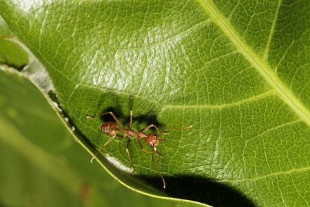 叶子上的蚂蚁昆虫图片