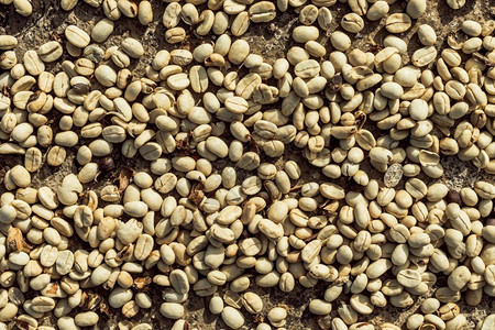 咖啡豆晾晒图片