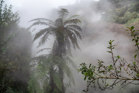 雨林树木热带云雾遮盖的植被季节美丽图片