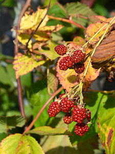 食物绿色覆盆子自家花园的黑莓图片