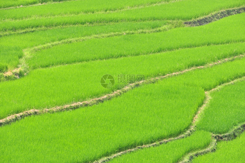 关闭大米稻田背景农村植物自然图片