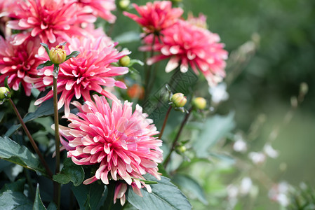 充满活力公共花园里的粉红色菊花特写照片粉红色的菊花特写照片户外小路图片