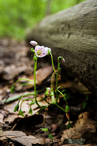 芽美丽的春天雪花莲鲜盛开在森林中美丽的春天雪花莲鲜盛开孤立园图片