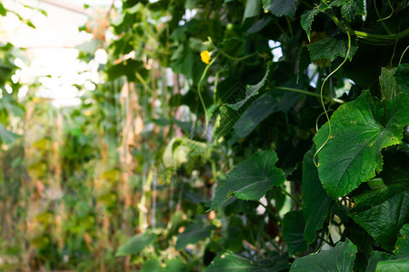 植物学在温室园林种植新鲜的黄瓜种植蔬菜农民黄瓜食用素者的物植生长图片