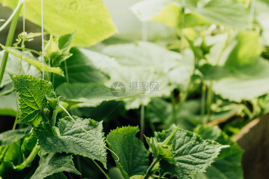 植物学在温室园林种植新鲜的黄瓜种植蔬菜农民黄瓜食用素者的物庄稼绿色图片