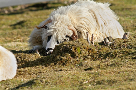 山羊毛茸的睡在农场绿草坪上的懒白毛公羊图片
