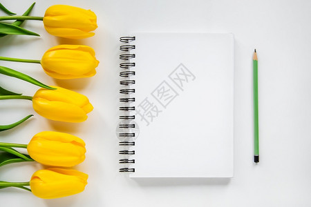 办公室记事本和黄色郁金香背景图片