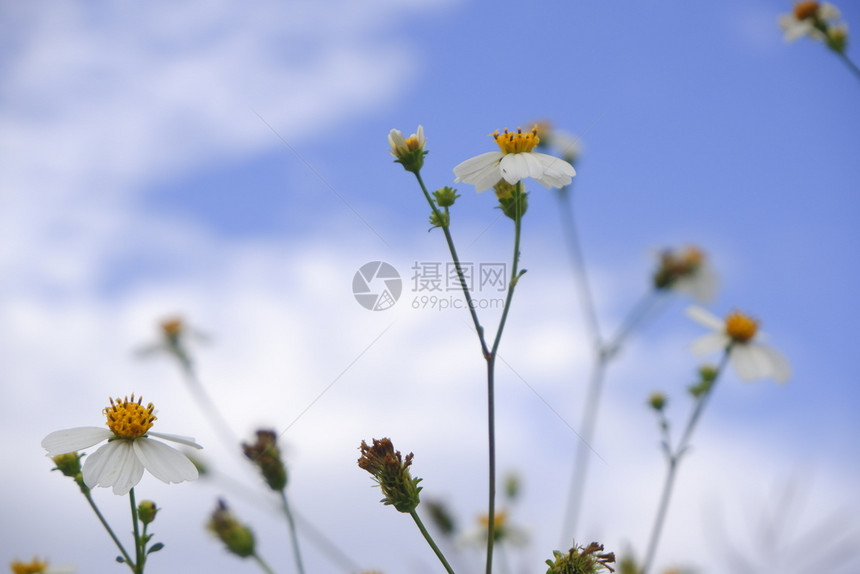 野花户外云在蓝天背景下自然而生的菊花朵盛开图片