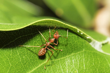 士兵野生动物在泰国自然界绿叶上的大型红蚂蚁损害图片