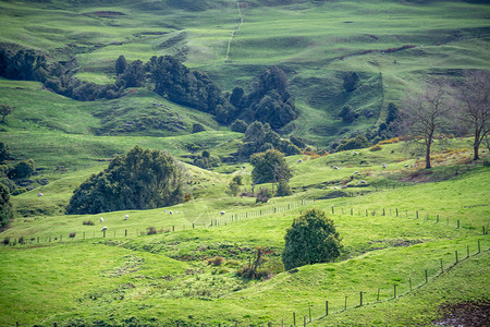 风景优美新西兰丽的山丘和树丛新西兰草地曲线图片
