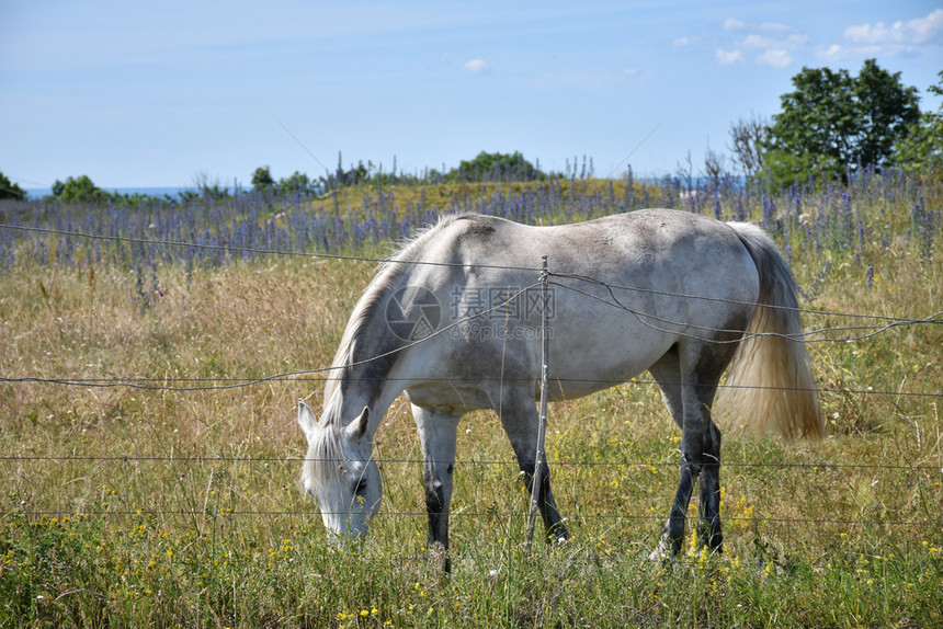 在草原上种白马盛开青草骘瑞典放牧图片