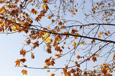 十一月场景树枝上最后的干枯木叶中秋月是1或0自然背景图片