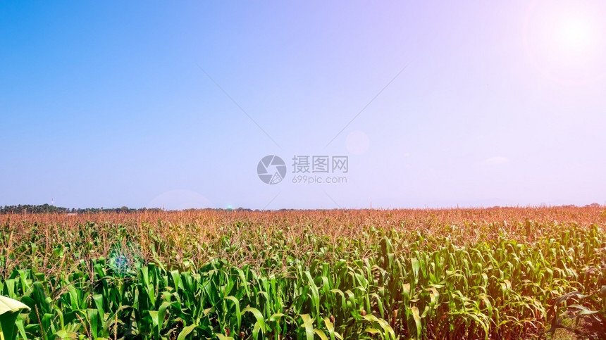 日出玉米田和蓝天空阳光多彩夏天庄稼图片