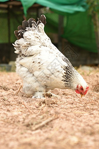 团体在农场地区面站立的巨鸡布拉马Brahma小鸡工作室图片