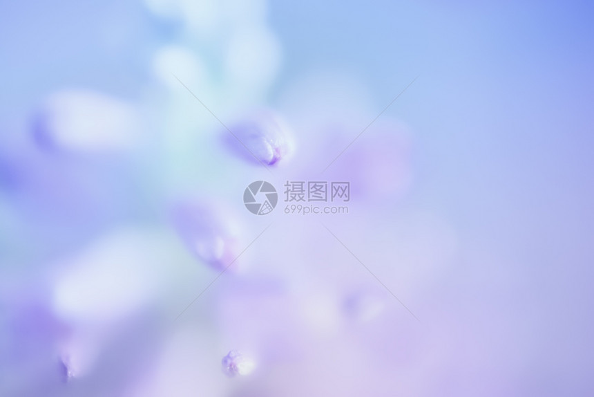 为了卡片结婚贺或请柬的蓝背景摘要鲜花模糊的芽特写蓝花背景简摘文丝图片