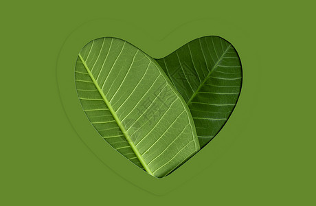 心留一片绿心脏绿色能源可再生和持续资源形状中的绿色能源可再生和持续资源的绿色叶子环境与保健概念地球支持赋权设计图片