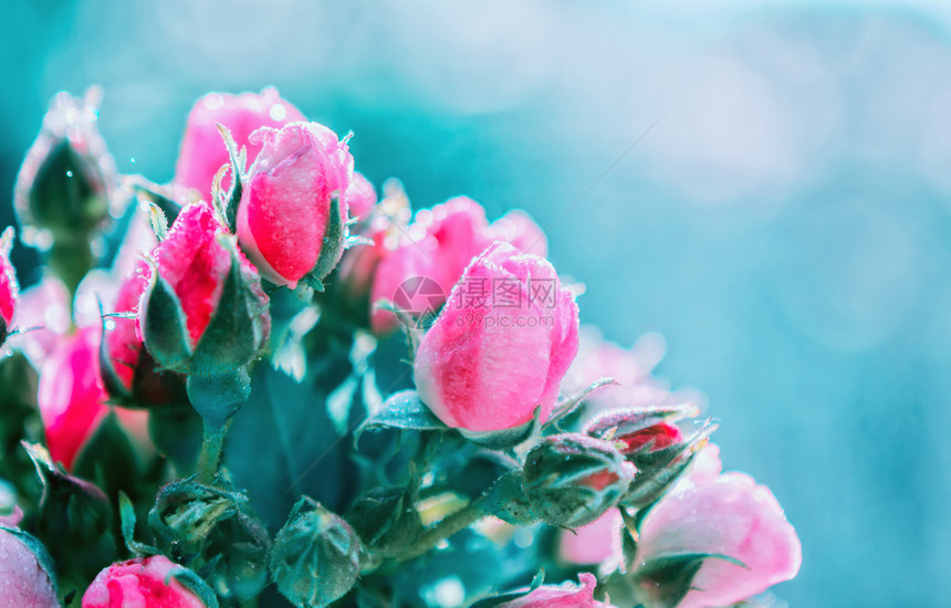 为了婚礼或情人节的使用露和蓝bokehgreetingcard喜庆或情人节选取焦点以记录玫瑰和蓝布基的模糊花朵背景幻想天图片