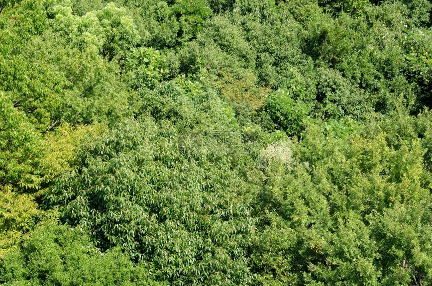 日本大阪夏季从上方的日本低沉森林树冠上看到的森林树冠如上表所见植被多于美丽的图片