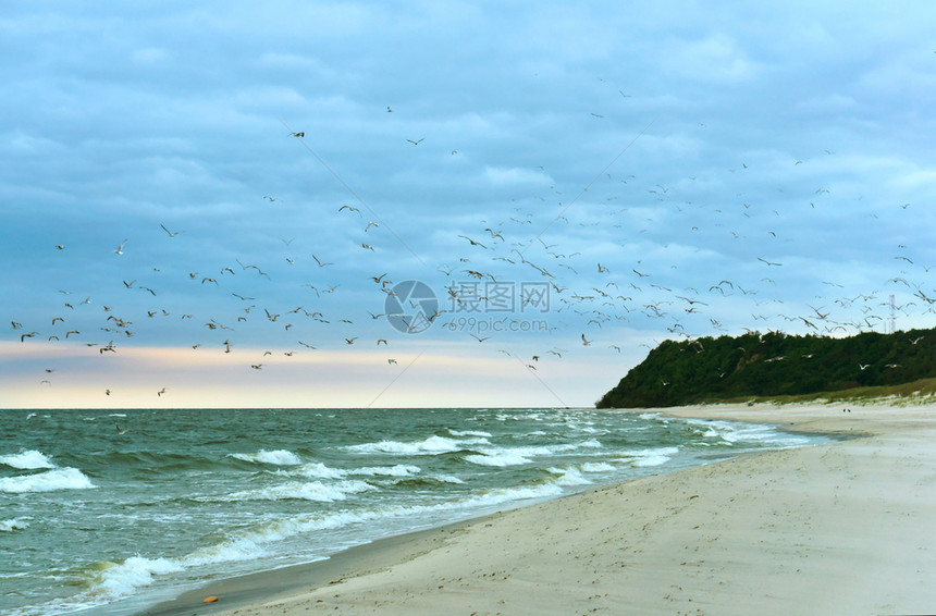 日落超过加里宁格勒海面上的一群鸟海滩上的面一群鸟图片