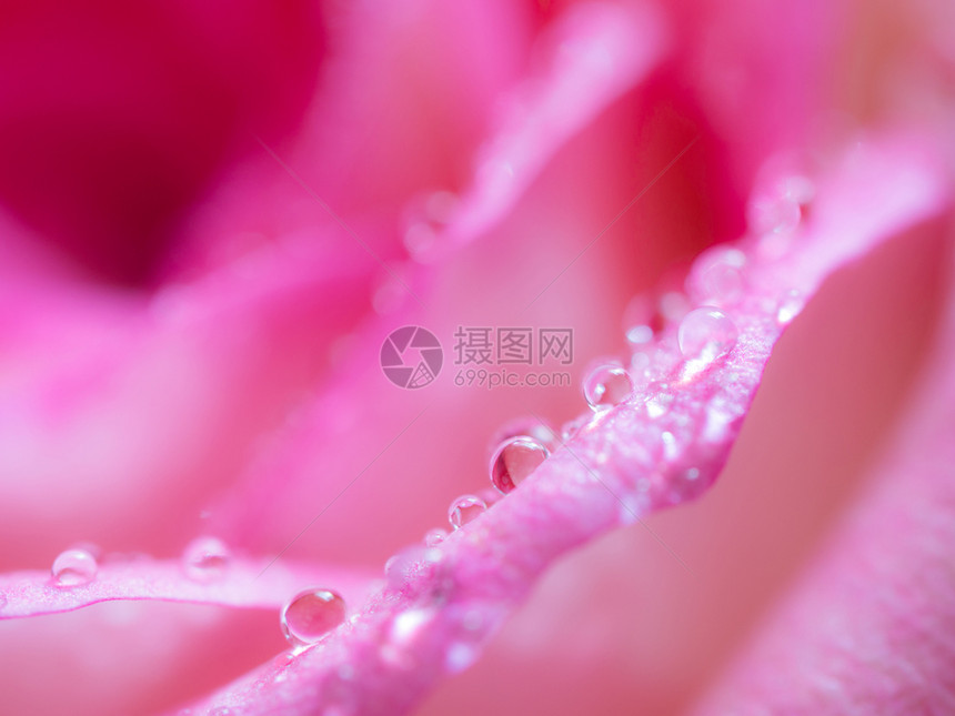 粉红玫瑰花瓣背景纹理用于本底的粉红色玫瑰花瓣布料卡片为了甜的图片