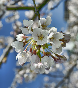 美丽的东方花朵樱桃月春清晨水果细节植物图片