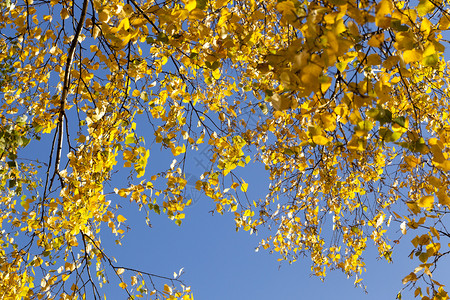 黄树枝与蓝天对立秋季气晴朗黄树枝则相左丰富多彩的树林晴天图片