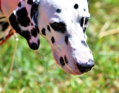 伴侣Dalmatian或Dalmatian狗在夏天散步积极的犬类图片