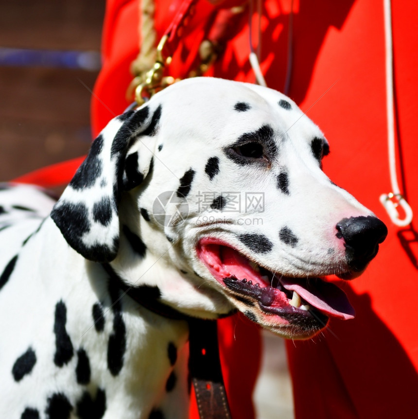 友好漂亮的娱乐Dalmatian或Dalmatian狗在夏天散步图片