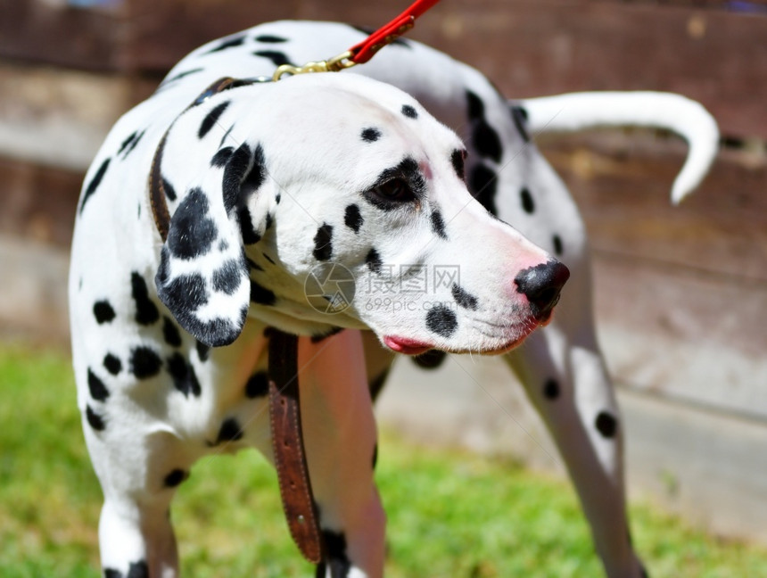 公园Dalmatian或Dalmatian狗在夏天散步伴侣漂亮的图片