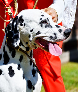 积极的闲暇走Dalmatian或Dalmatian狗在夏天散步图片