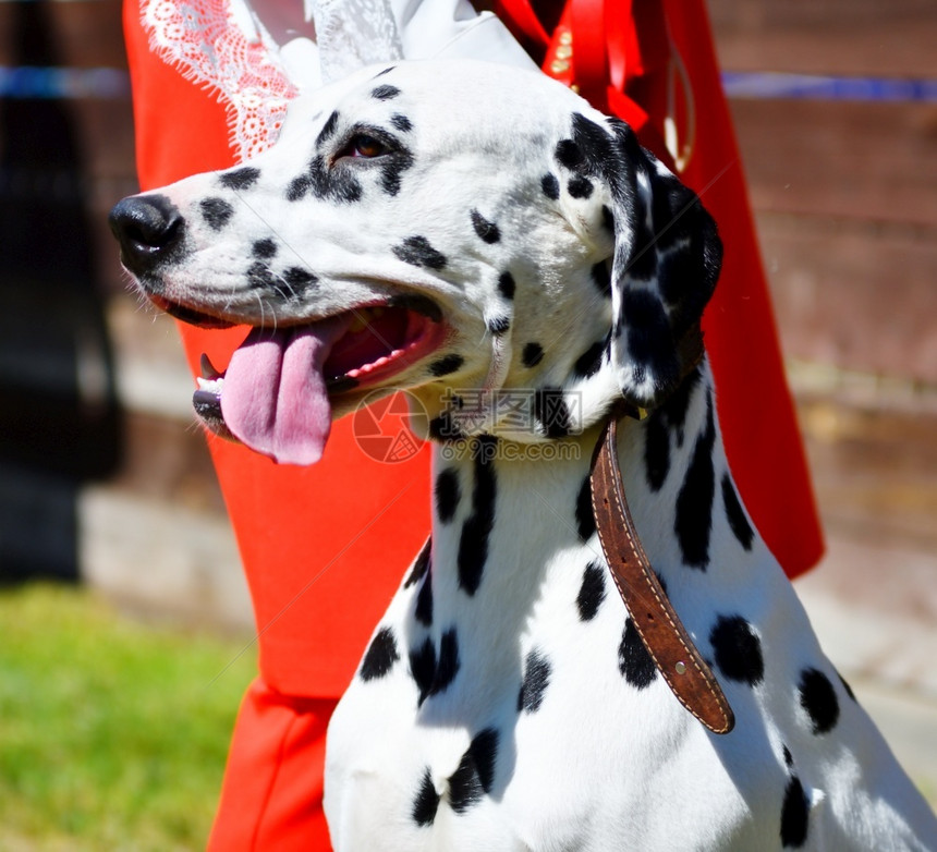 旅行毛皮纯种Dalmatian或Dalmatian狗在夏天散步图片