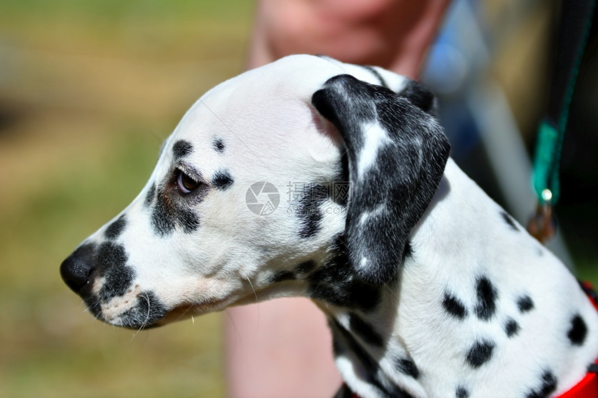 Dalmatian或Dalmatian狗在夏天散步野生动物可爱的听话图片