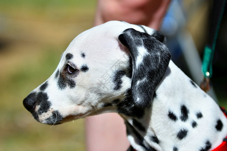 Dalmatian或Dalmatian狗在夏天散步野生动物可爱的听话图片