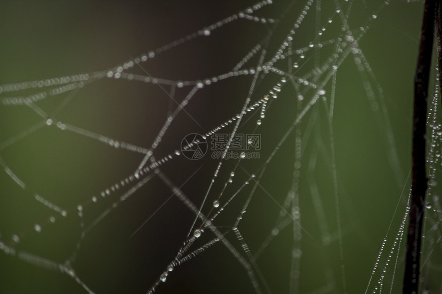 连接网络露蜘蛛上的水滴图片