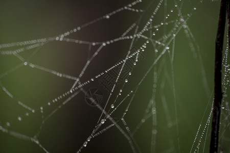 连接网络露蜘蛛上的水滴图片