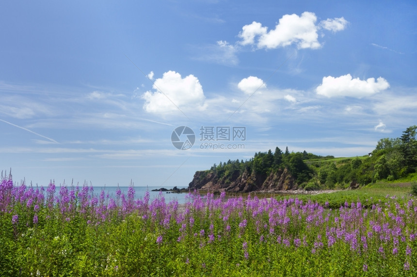 加拿大新不伦瑞克省海岸线的鲜花岩石和海滨阳光明媚的夏日迷人白色一种图片