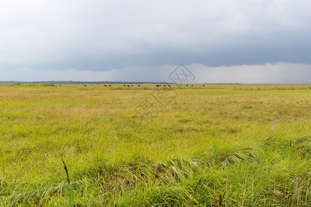 积极的在丹麦田野上牛群在地树背景是雨云风优美晴天图片