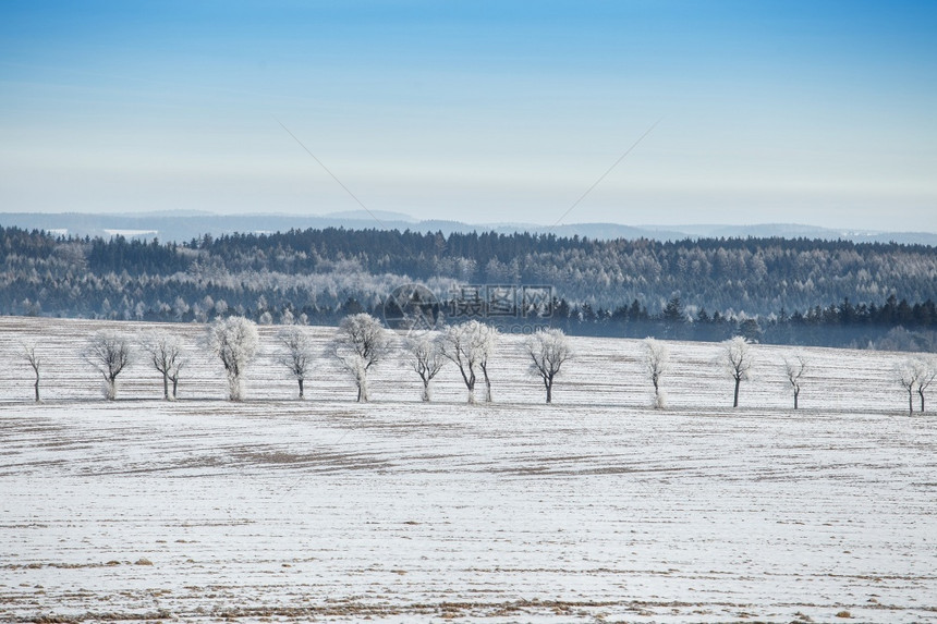 分支机构冬季风景田野和蓝天空有冻着的树木十二月全景图片