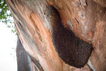 巢蜂蜜聚集在石头上簇棕色的图片