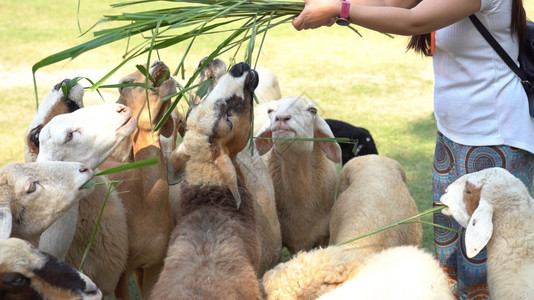 食物农村吃近距离向场的可爱羊群喂草图片